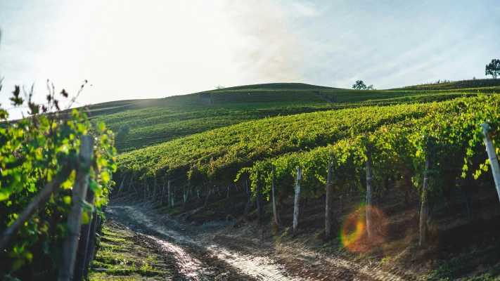 Die besten Weinstraßen Italiens: Entdecken Sie Chianti, Valpolicella &amp; Co. - Die besten Weinstraßen Italiens: Entdecken Sie Chianti, Valpolicella &amp; Co.